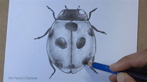 How to draw a ladybug step by step | Pencil drawing - YouTube