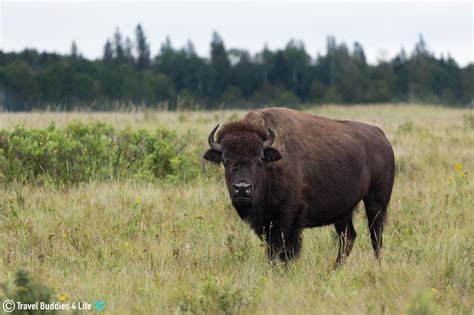 Canada: The Bison of Riding Mountain | Travel Buddies for Life