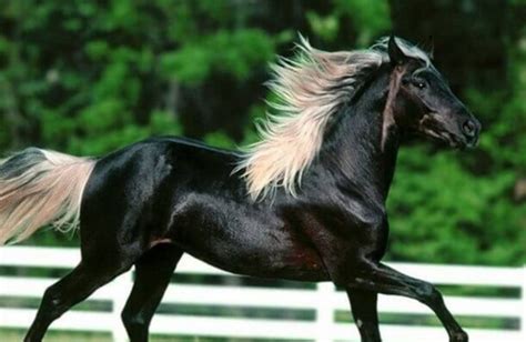 Top 200 Native American Horse Names with Meanings | PetPress