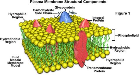 Expressions Moléculaires Biologie cellulaire: Membrane Plasmique | FyzGY