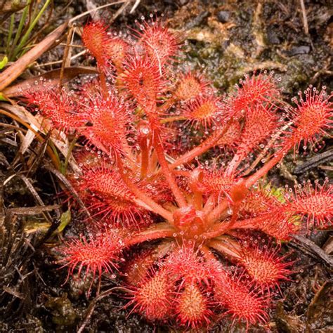 Most Popular Carnivorous Plants In South America | Hungry Plant