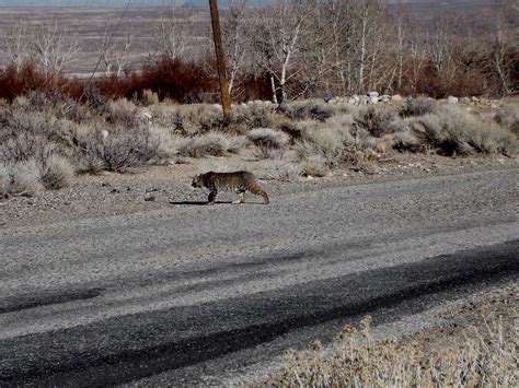 Sierra Nevada Wildlife : Photo Albums : SummitPost