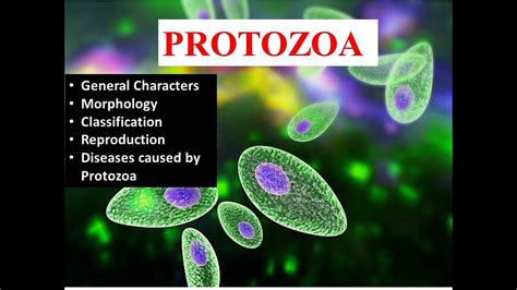 Protozoa Meaning