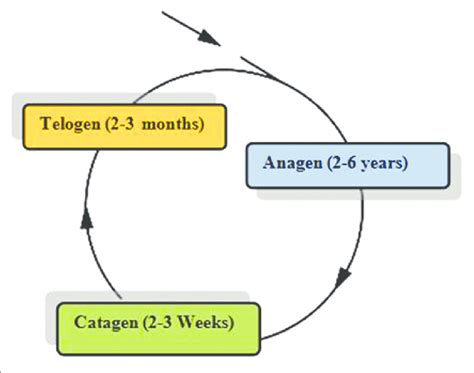 Hair cycle showing anagen, catagen, and telogen | Download Scientific Diagram