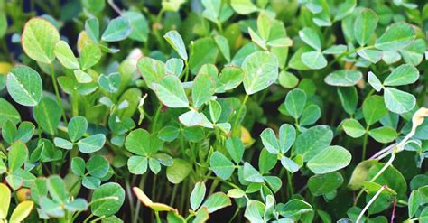 Growing Fenugreek: Plant Varieties, How-to Guide, Problems, and Harvesting