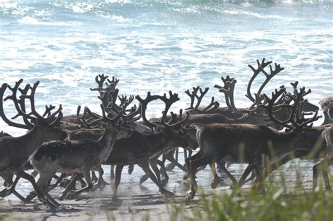 Norwegian «slow TV» follows reindeer herd to the coast of the Barents Sea – Eye on the Arctic