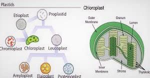 Plastids Chloroplasts, Photosynthesis and Vacuoles Types of the Plastids