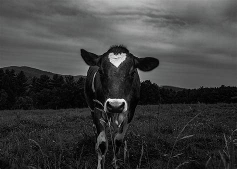 Cow Photograph by Bob Orsillo - Fine Art America