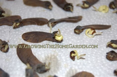 Germinating Japanese Maple Seeds in a Plastic Bag – Growing The Home Garden