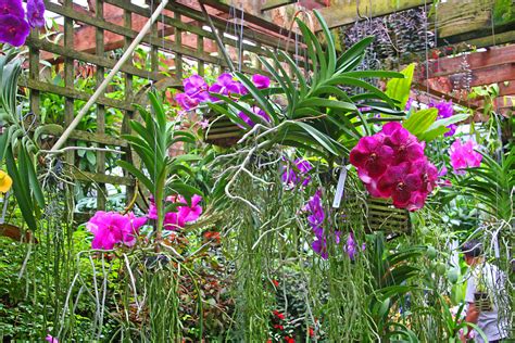 Atlanta Botanical Garden, Orchids on a Trellis, Atlanta, G… | Flickr