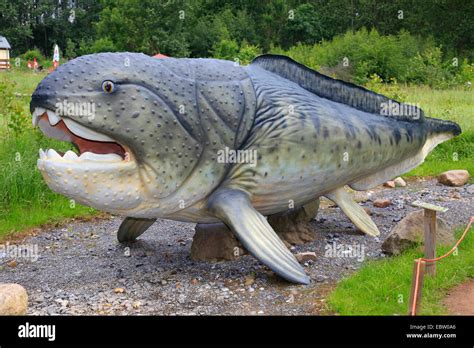 Dunkleosteus (Dunkleosteus, Dinichthys), largest know member of Stock ...