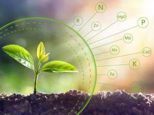 The role of trace elements as important nutrients in organic fertilizers