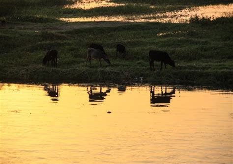 Free Images : river, wildlife, livestock, africa, agriculture, cows, safari, nile, ethiopia ...
