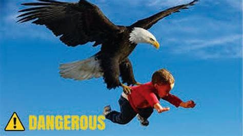 EAGLE vs KID Real Fight Eagle ATTACKS HUMANS COMPILATION - Amazing An... | Wild animals attack ...