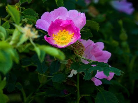 19 Different Types of Wild Roses (With Pictures) | House Grail