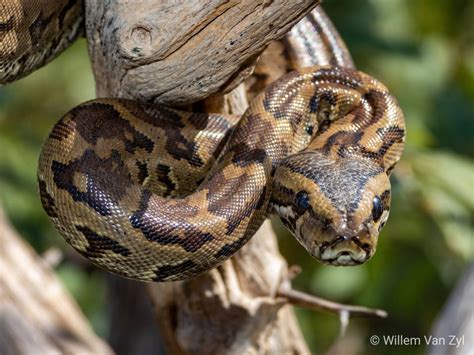 Southern African Python (Python natalensis) from Limpopo, South Africa. Not venomous but can ...