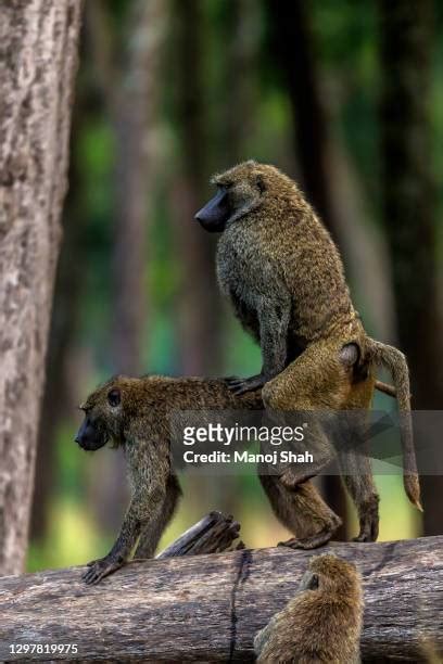 65 Mating Baboons Stock Photos, High-Res Pictures, and Images - Getty Images