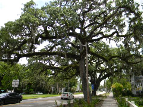 Heritage & Champion Trees | Fernandina Beach, FL - Official Website