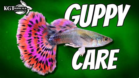 Guppy Fish Care, 10 Things You Should Know About Guppies! Great Beginner Fish! - YouTube