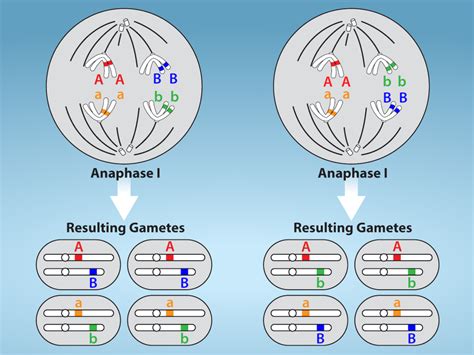 The Process of Meiosis – Biology 2e Part I, 2nd edition