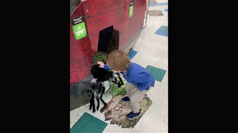 Toddler Fights Animatronic Halloween Spider Who Spooked Him In Viral Video