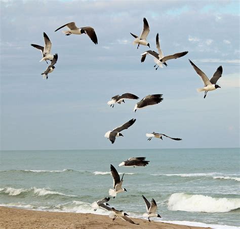 Seagulls On The Beach Photograph by Cynthia Guinn - Pixels