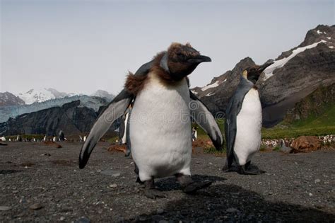 King Penguins on Gold Harbour Stock Image - Image of georgia, penguin: 75846801