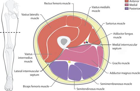 Sección transversal de la anatomía de la pierna Anatomía del compartimiento de la pierna ...