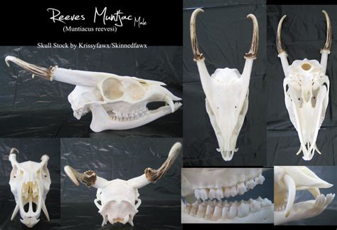 Reeves' Muntjac buck skull - Muntjacs are the oldest known deer. Check out the tusks. (With ...