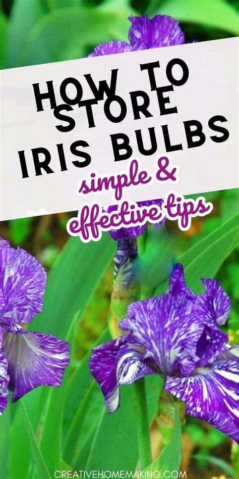 How to Store Iris Bulbs: Simple and Effective Tips - Creative Homemaking