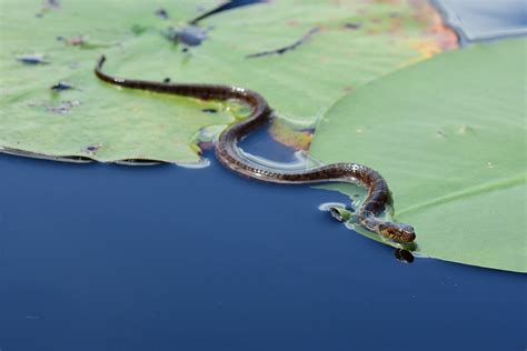 Everything You Should Know About Banded Water Snakes - Bug House Pest Control