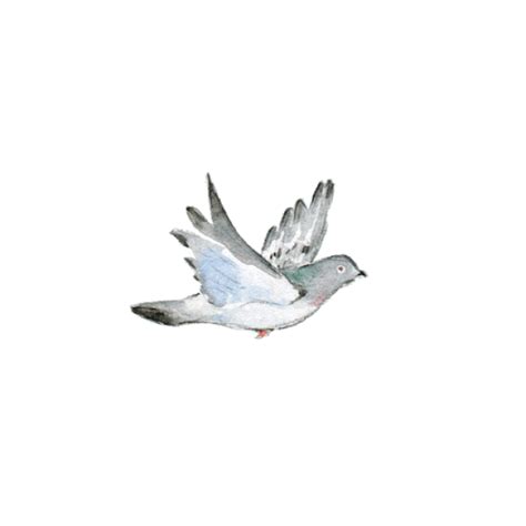 animated dove gif #rabbithouses in 2020 | Bird gif, Fly drawing, Bird illustration