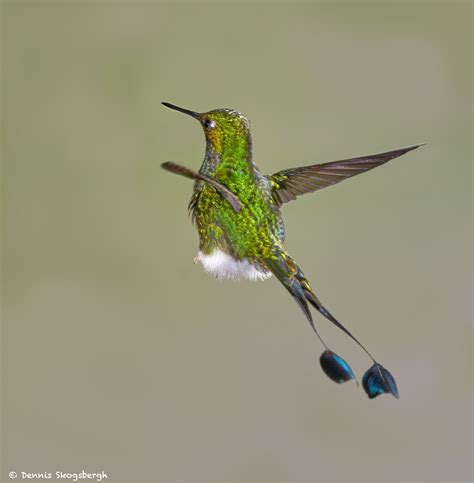 9010 Booted Racket-tail Hummingbird (Ocreatus underwoodii), Tandayapa Bird Lodge, Ecuador ...