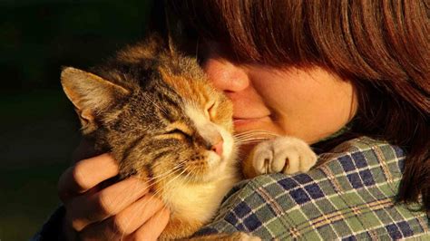 Do Cats Love Petting? - The Cat Bandit Blog