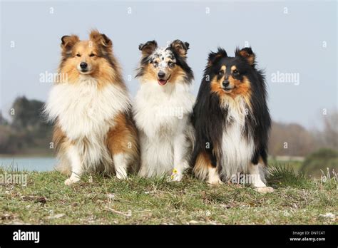 Dog Shetland Sheepdog / Sheltie / three adults (different colors Stock ...