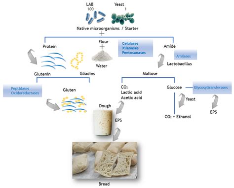 Fermentation | Free Full-Text | Probiotics in the Sourdough Bread ...