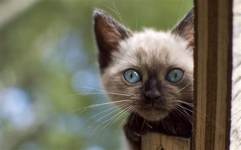 Siamese cat, cat, animals, Siamese cats, blue eyes HD wallpaper ...