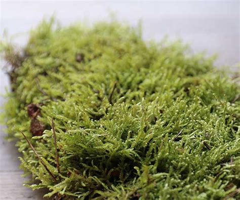 Buy Live Sheet Moss Online - Suitable for Terrariums