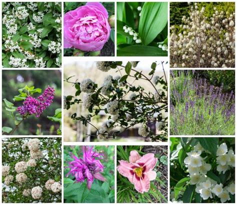 Scented Plants for Your Garden - 10 Easy Fragrant Flowers You'll Love