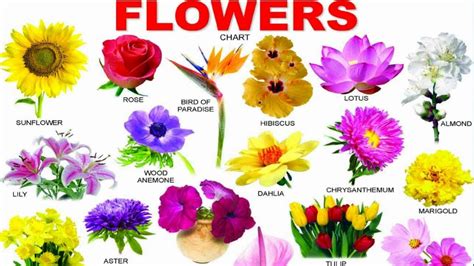 Flower Names For Kids | Best Flower Site