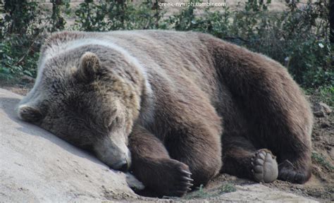 Sleeping Grizzly Bear by creeknymph on DeviantArt