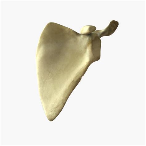 Scapula Bone | 3D model | Scapula bone, 3d model character, Scapula