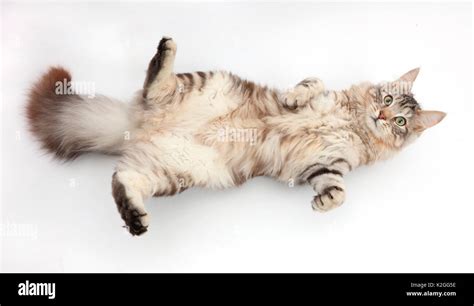 Tabby cat lying down hi-res stock photography and images - Alamy