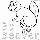 Beaver Coloring Pages To Print For Free PDF  Coloringfoldercom sketch template