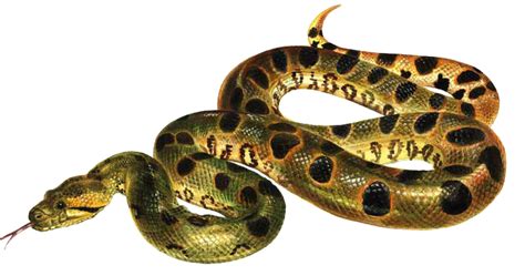 Anaconda PNG Images Transparent Free Download