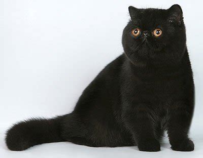 Beautiful Black Cat Breeds – Purrfect Cat Breeds