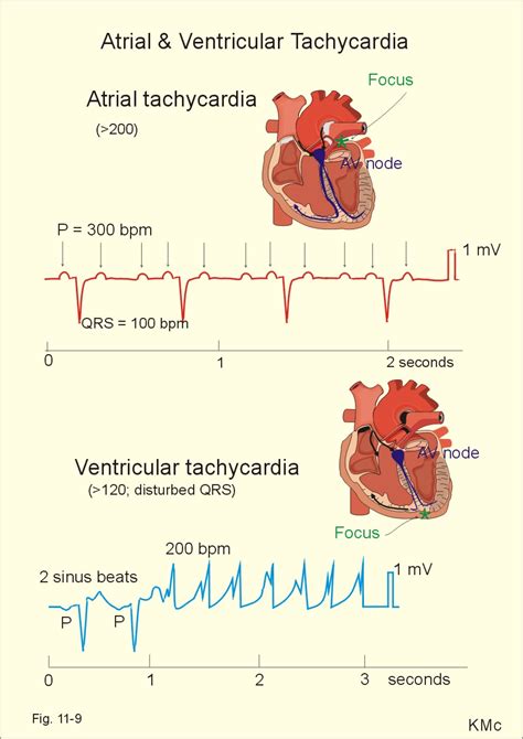 New Human Physiology Ch 11