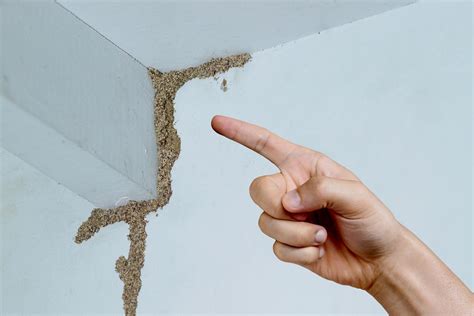 How to Prepare Your House for a Termite Inspection?