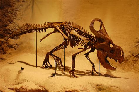 The History Blog » Blog Archive » 15 infant dinosaurs found in a nest in Mongolia