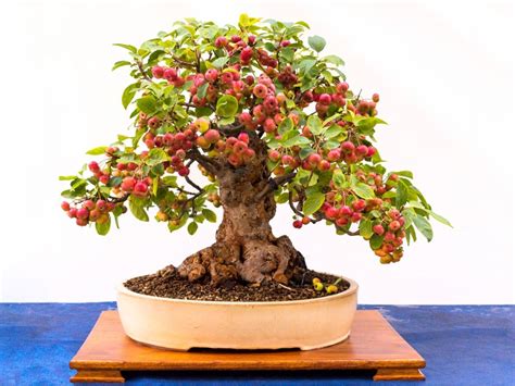 Tips For Growing A Fruiting Apple Bonsai Tree | Gardening Know How